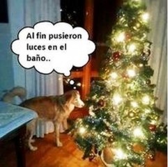 humor luces
