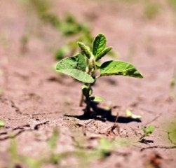 plantita riesgo climatico