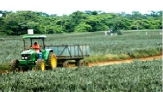 tractor trabajando en cultivo