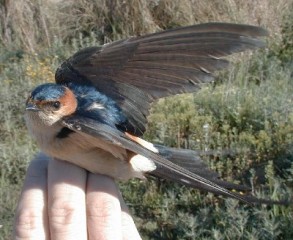 ahuecar el ala pajaros