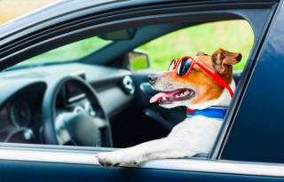 perro al mando de auto con anteojos negros