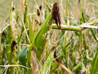 maiz en planta seguro agricola