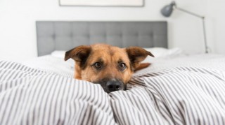 perro en cama