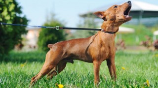 perro ladrando enojado