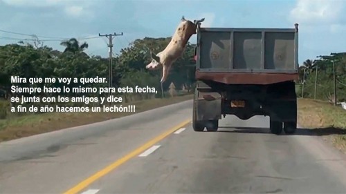 Humor-Se-fue-el-chancho