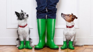 perros parecidos con sus duenios