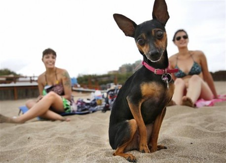 Perros-en-el-verano