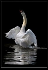 CISNE CANTANDO