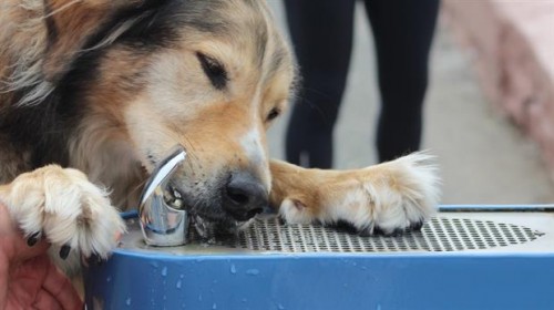 Mascotas-cuidado-del-calor