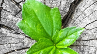 ceppi energia novedosa