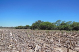 desmonte en santiago del estero