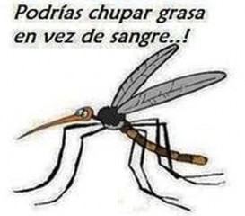 humor mosquito