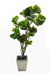 ficus