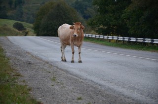 vaca en la ruta