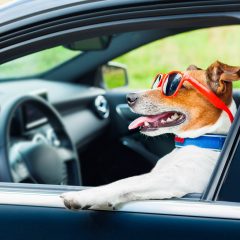 Autos Pet Friendly Mascotas en el auto