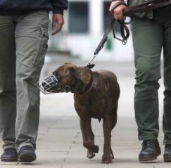 A Pit Bull with muzzle on leash is led by two persons in an animal shelter Wednesday, June 28, 2000, in Hamburg, northern Germany. Responding to a public outcry following a brutal attack by two dogs that killed a 6-year-old boy, Germany's 16 states agreed Wednesday to intoduce nationwide measures against attack dogs, including a ban on breeding and importing them. (AP Photo/Christof Stache)