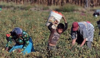 trabajo-infantil-nov-2016